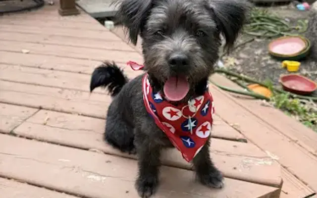 Lavender Lane Pet Spa in Bloomdale, OH