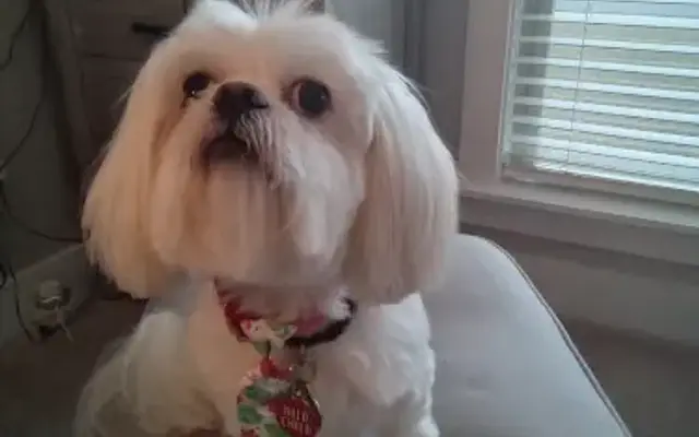 Barbara's Small Breed Pet Salon in Pensacola, FL