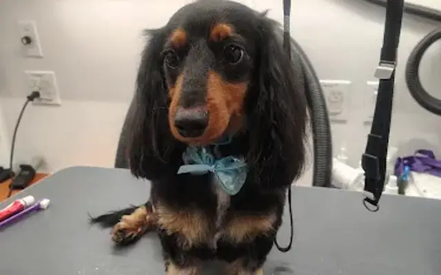 Furry Land Mobile Pet Grooming of Columbus, GA in Columbus, GA
