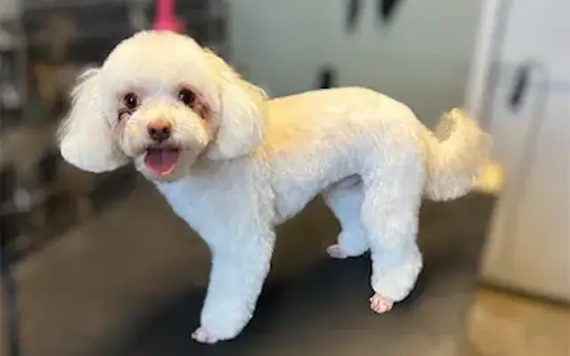 Brittany’s Barking Beauties LLC in Nashville, GA