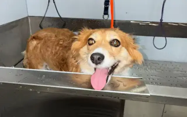 The Ashville Dog Grooming Spa in Ashville, OH
