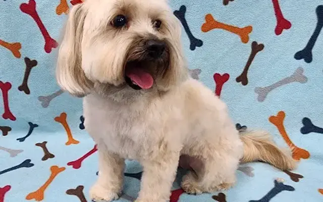 Trims by Traci Dog Grooming in Monroe, GA