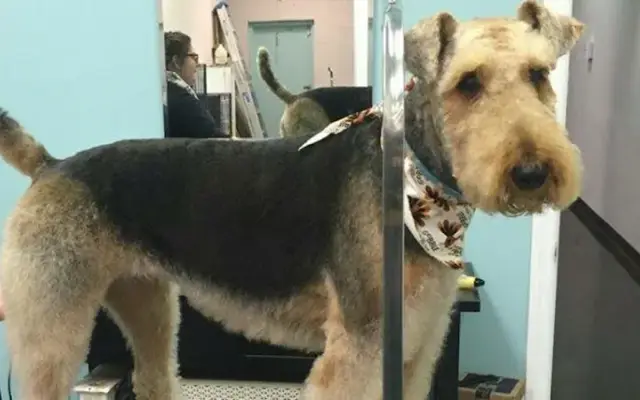 The Fur Machine in Ronkonkoma, NY