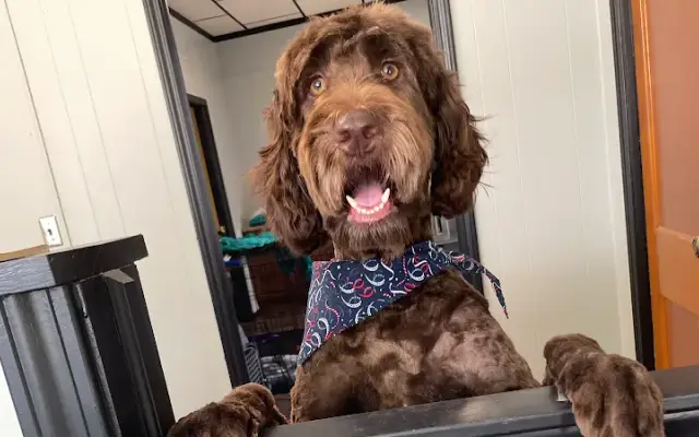 Glamour Paws Dog Grooming of Imlay City in Imlay City, MI