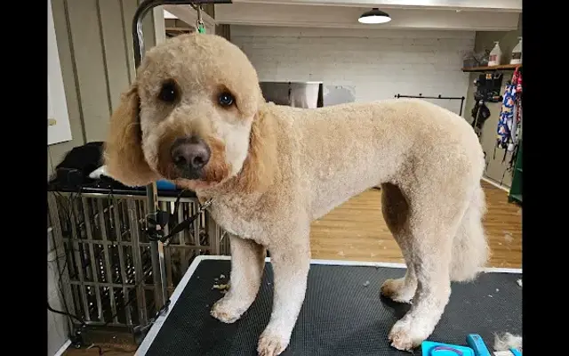 Marie's Mountain Couture Grooming in Bremerton, WA