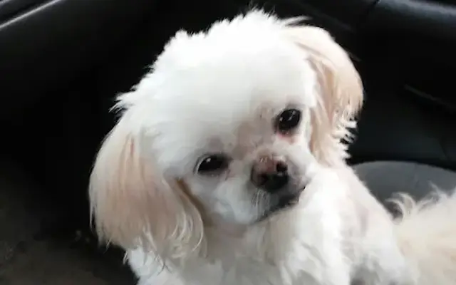 Taylor's Pet Grooming, LLC in Puxico, MO