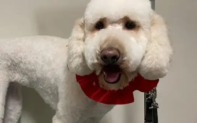 Sioux Falls East SpawMat- One on One Dog Grooming Studio in Sioux Falls, SD