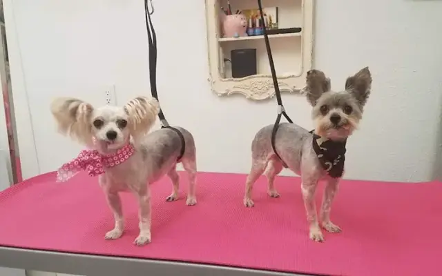 Pampered Paws Studio LLC in Phoenix, AZ