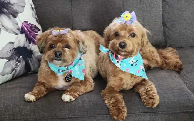 The Divine Canine Pet Grooming in Harrison, OH