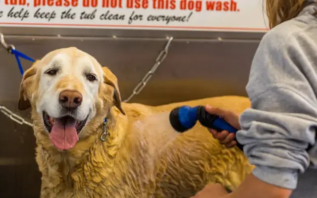 Lucky Dog Car & Pet Wash in Parker, CO