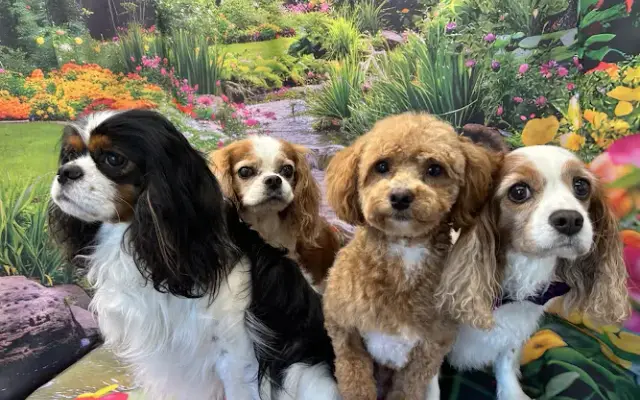 The Smiling Pooch Mobile pet grooming llc in Ardmore, PA