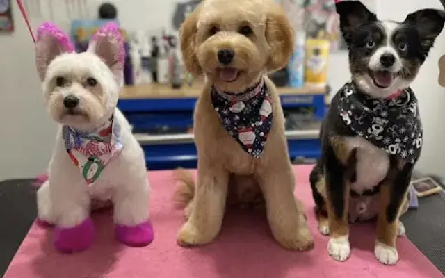 PrettyLilMuttz in Kissimmee, FL