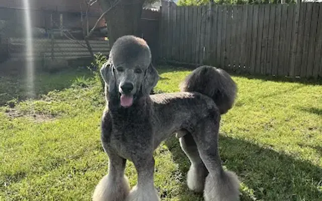 Juliana’s Paw Spa in Detroit, MI