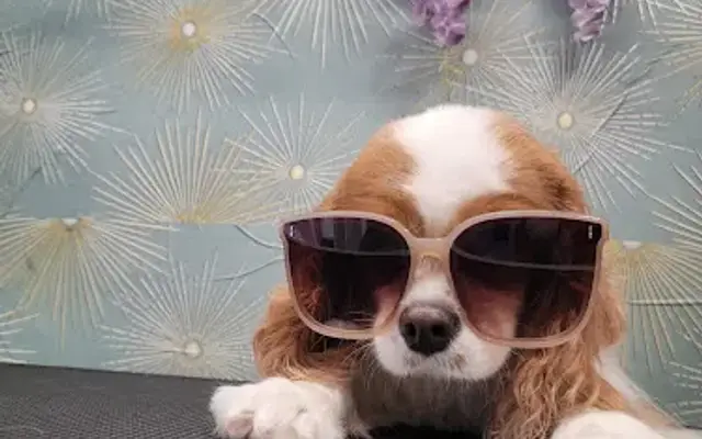 AA1 Mobile Dog and Cat Grooming LLC. in Las Vegas, NV