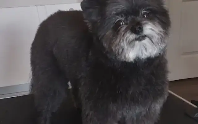Ruff Clips Dog Grooming in Springville, UT