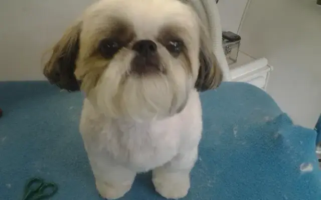 It's Fur Real Mobile Pet Spa in Voorheesville, NY