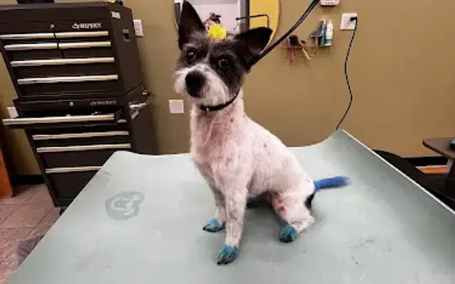 Blossom Pet Salon in Little Canada, MN