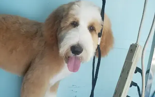 Sudzy Pups Mobile Grooming in Oklahoma City, OK