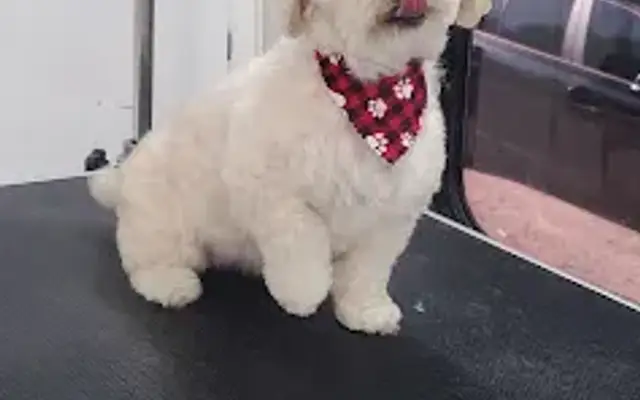 Pets Grooming home in Simi Valley, CA