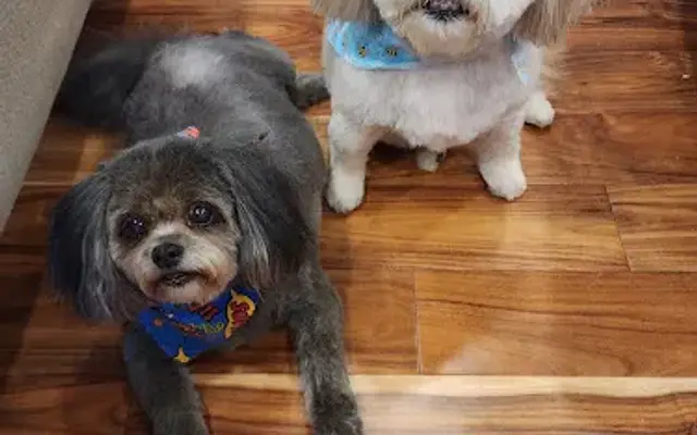 Bubbles N Bows Mobile Grooming by Jamie in Tega Cay, SC