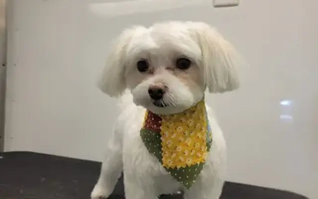 Alpha Paw Mobile Spa LLC in Indianola, MS