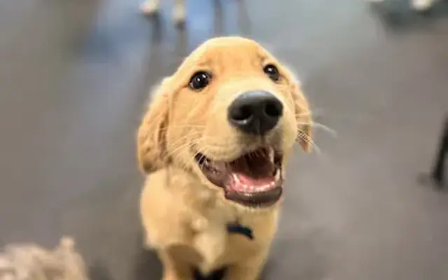 Paws Pet Resort in Lake Forest, CA