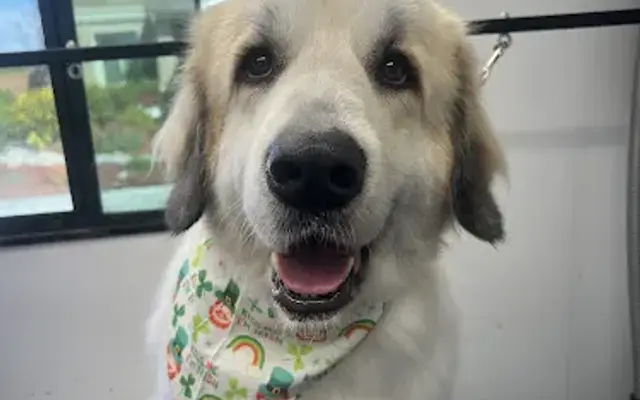 Perkie Paws in Beaumont, CA