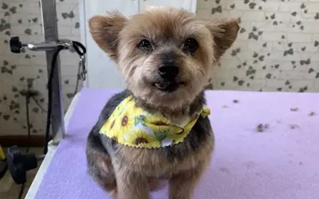 Aly’s Dog Grooming, LLC in Ostrander, OH