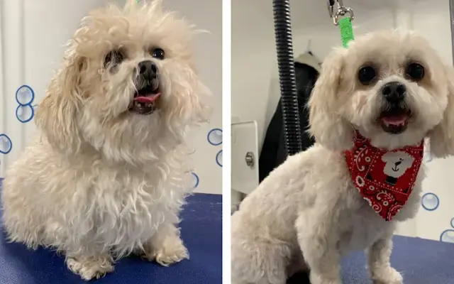 Hydrodog Bert - Mobile Dog Grooming in Bellevue, WA