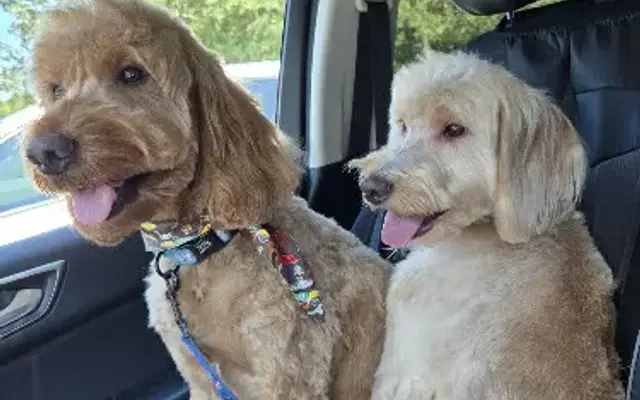 Oodles of Schnoodles Dog Grooming Salon/ Mobile grooming in Stockbridge, GA