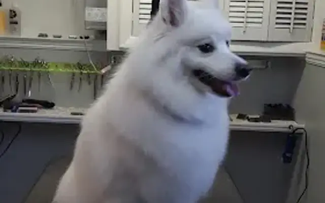 SPAW grooming in Bridgewater, NJ