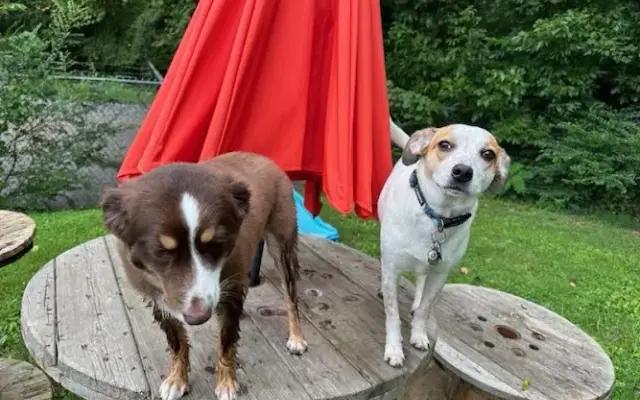BARK Dog Daycare, Boarding & Grooming in Greeneville, TN