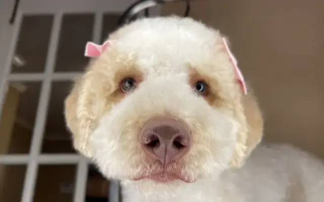 Barkling Clean Pet Grooming in Pulaski, TN