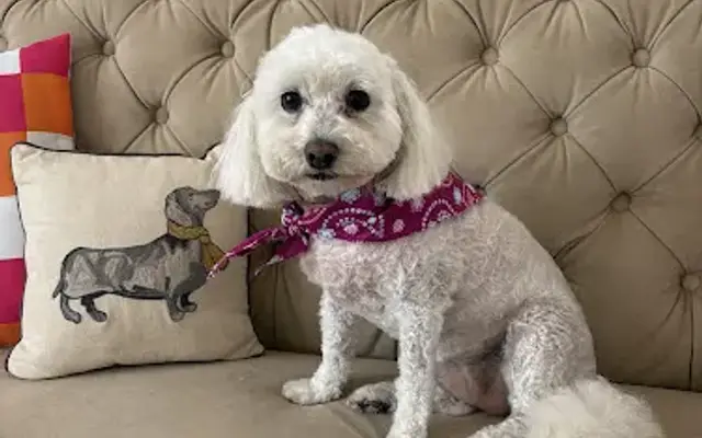 Grooming by Sami in Casa Grande, AZ
