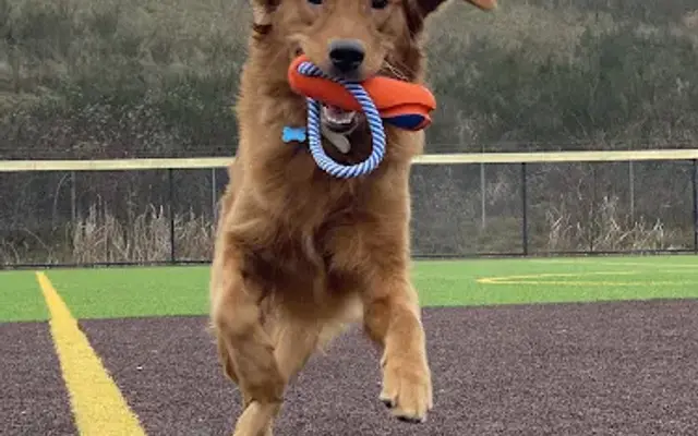 Faiths K9 Academy L.L.C in Bothell, WA