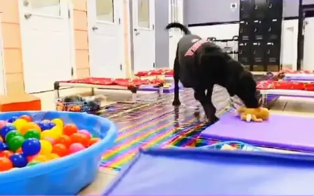 Precious Paws in Rockmart, GA