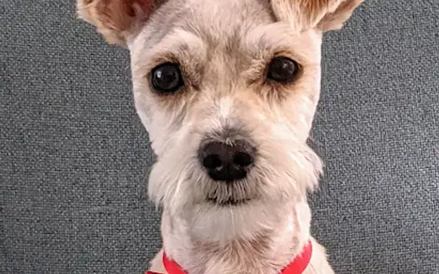 All Pet Grooming in Edgewater, FL