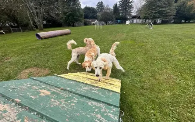 Trifecta Kennels in Gilbert, PA