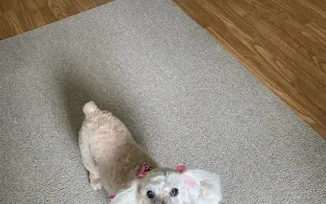 Jan Lee's Grooming in Canastota, NY
