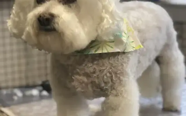 Piner Paws Pet Salon in Morning View, KY