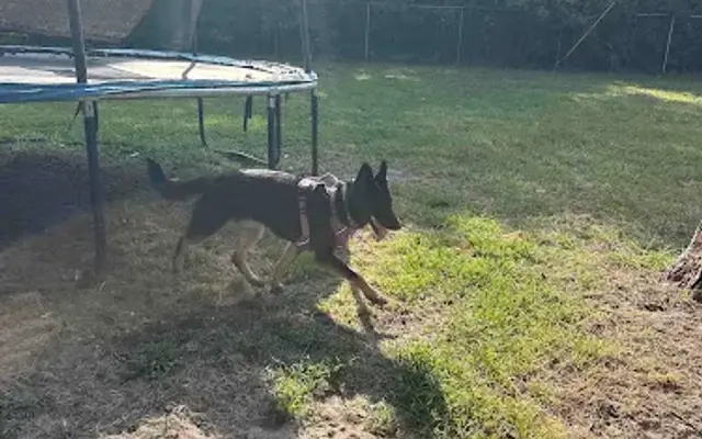 Happy Pets Playland LLC in Willis, TX