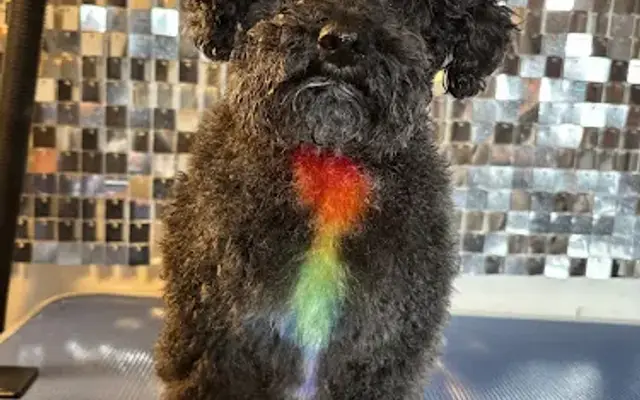 Pawlish’d by Gigi in Norcross, GA