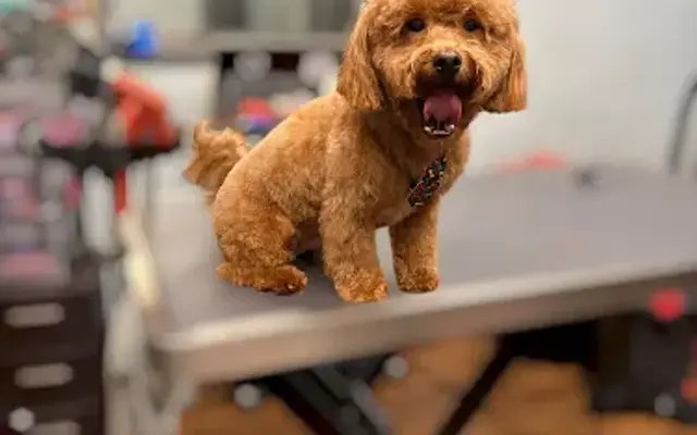 Tidy Pups Dog Grooming in Seagrove, NC