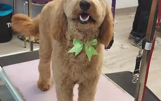 Barks Bubbles & Beyond Pet Spa/ Doggie Day Care LLC in Festus, MO