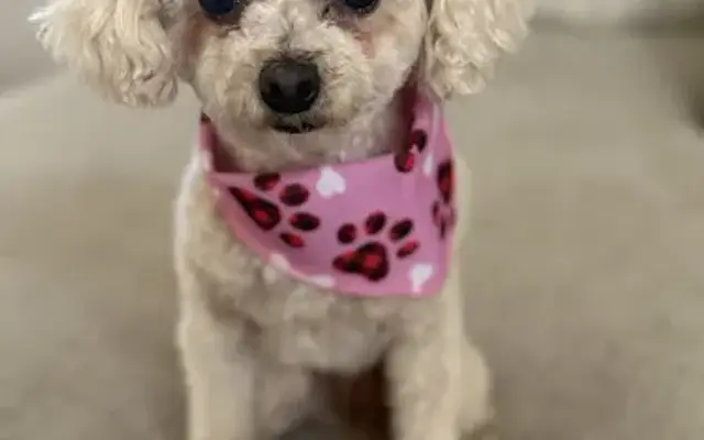 Zoomin Groomin in Longmont, CO