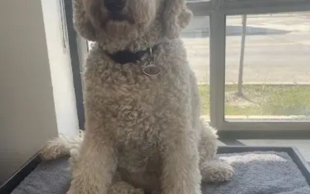 Purely Paws in La Grange Park, IL