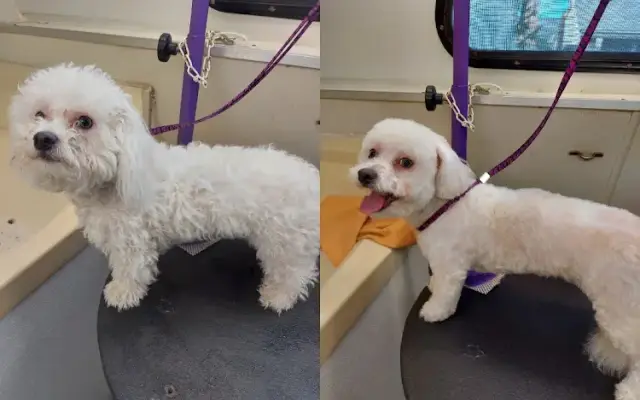 Clipper Wagon Mobile Pet Grooming in Waco, TX