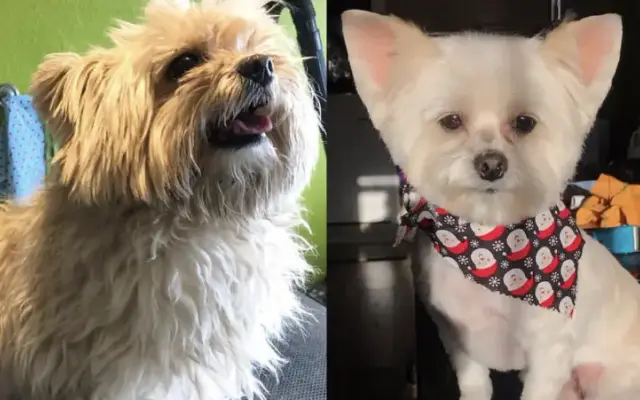 Candies Pet Grooming in Riverside, CA