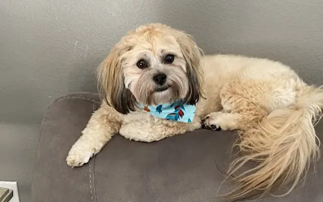 Kristi's Pet Palace in Tomball, TX