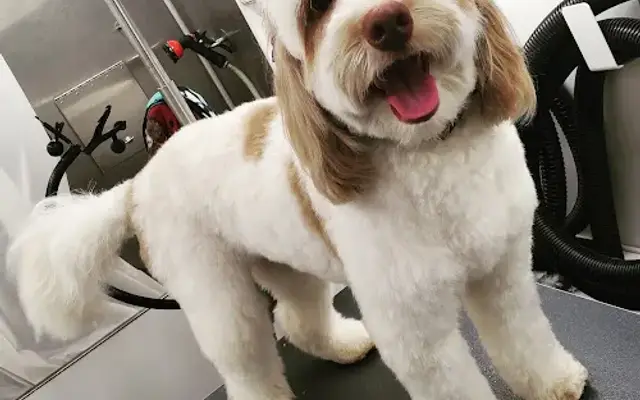 Classy Clipper Grooming & Boutique in Grass Valley, CA